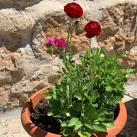 Vendégház Libertas Dubrovnik